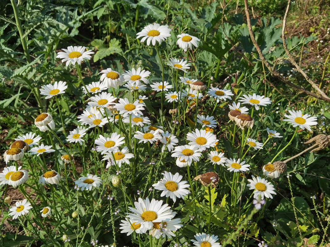 Leucanthemum x superbum en fleurs dans un jardin en pleine lumière